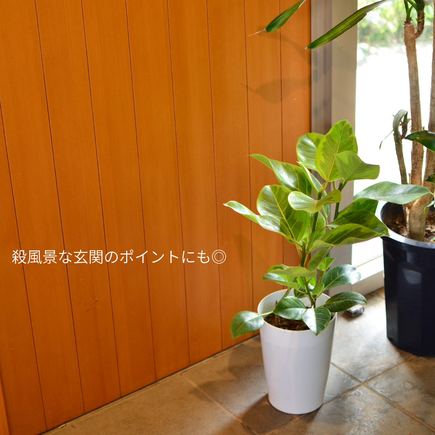 �A���e�V�}7�����C���[�W