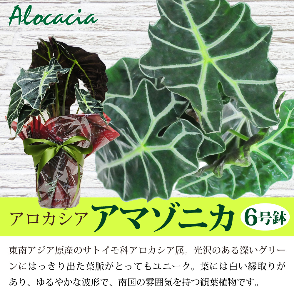 観葉植物 アロカシア アマゾニカ6号鉢 クワズイモ 送料無料 風水 南国 開店祝い 移転祝い 新築祝い おしゃれ インテリア 室内 新築祝い 花 ギフト 誕生日 プレゼント 観葉植物 エーデルワイス 花の贈り物 フラワーギフト通販 花宅配 水戸市