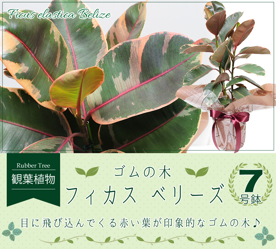 フィカス ベリーズ 7号鉢 ゴムの木 観葉植物 観葉植物 エーデルワイス 花の贈り物 フラワーギフト通販 花宅配 水戸市