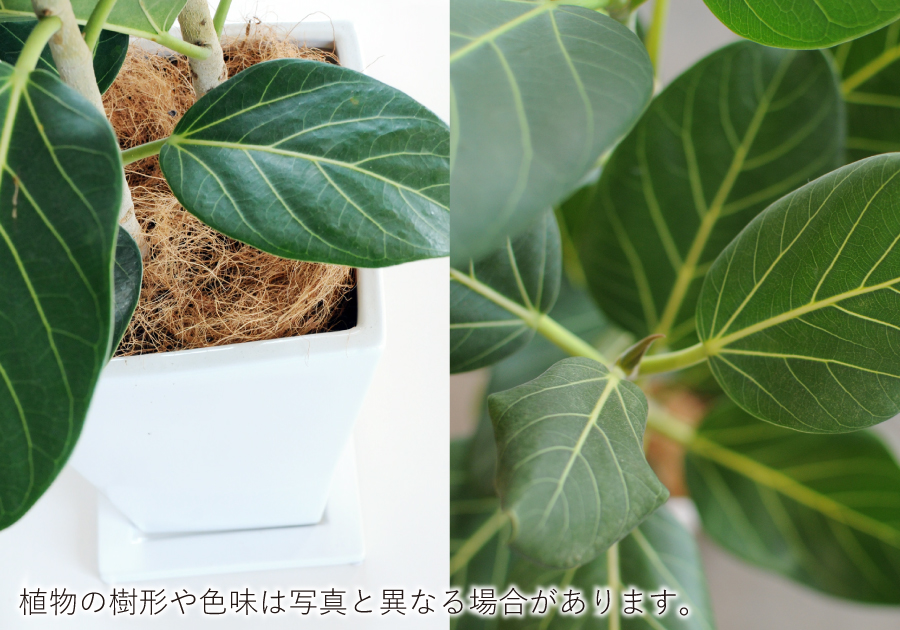 観葉植物 インテリア フィカス・ベンガレンシス陶器鉢入り 高級観葉