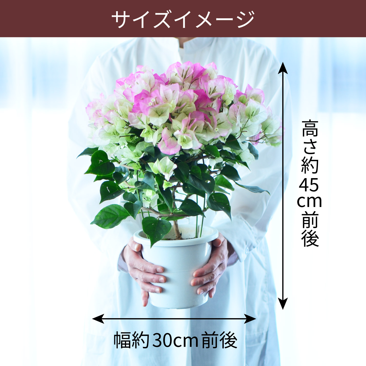 �T�C�Y�C���[�W