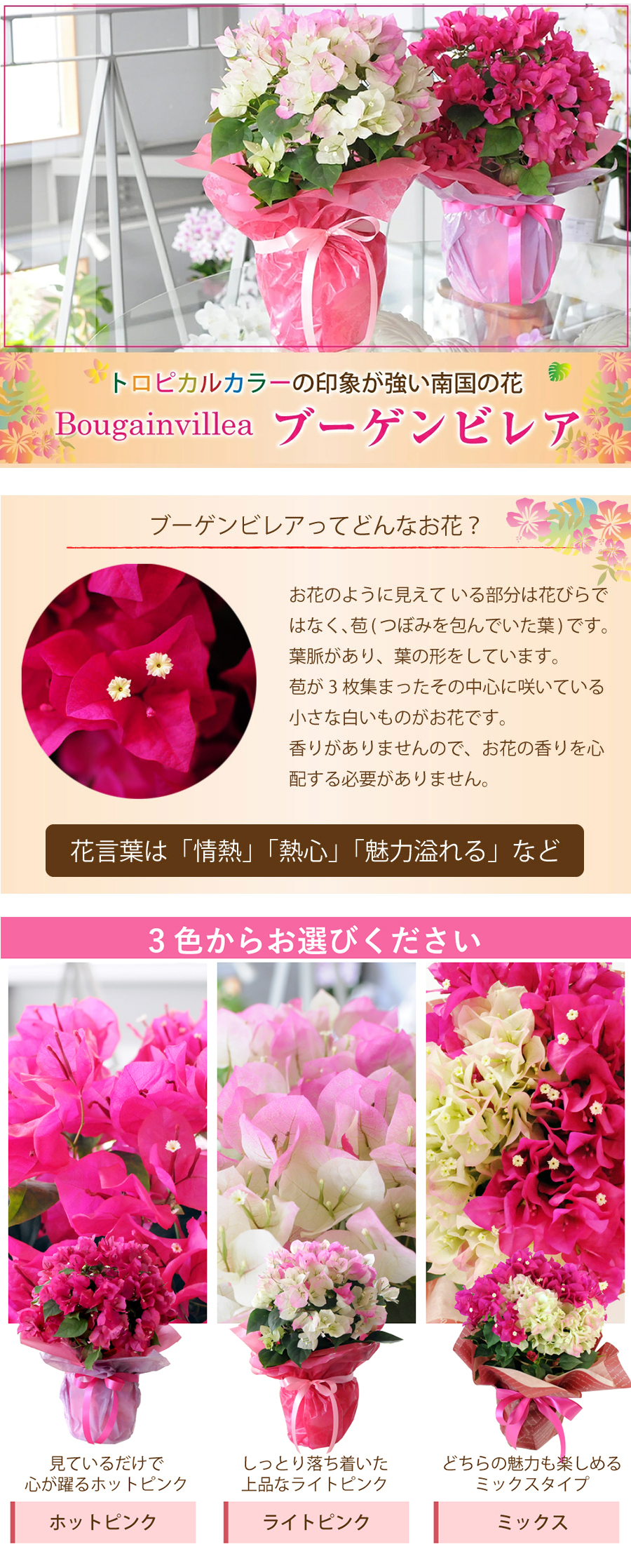 �u�[�Q���r���A �Y�n���� �u�[�Q���r���A 5����