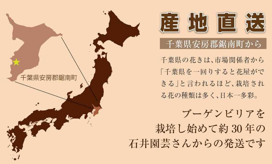 ブーゲンビリア ブーゲンビレア 5号鉢 母の日花ギフト21 お母さんへ贈る母の日カーネーションや母の日フラワーギフト エーデルワイス 花の贈り物 フラワーギフト通販 花宅配 水戸市 ブーゲンビリア ブーゲンビレア 5号鉢 母の日花ギフト21 お母さんへ贈る母の日カーネーションや母の日フラワーギフト エーデルワイス 花の贈り物 フラワーギフト通販 花宅配 水戸市