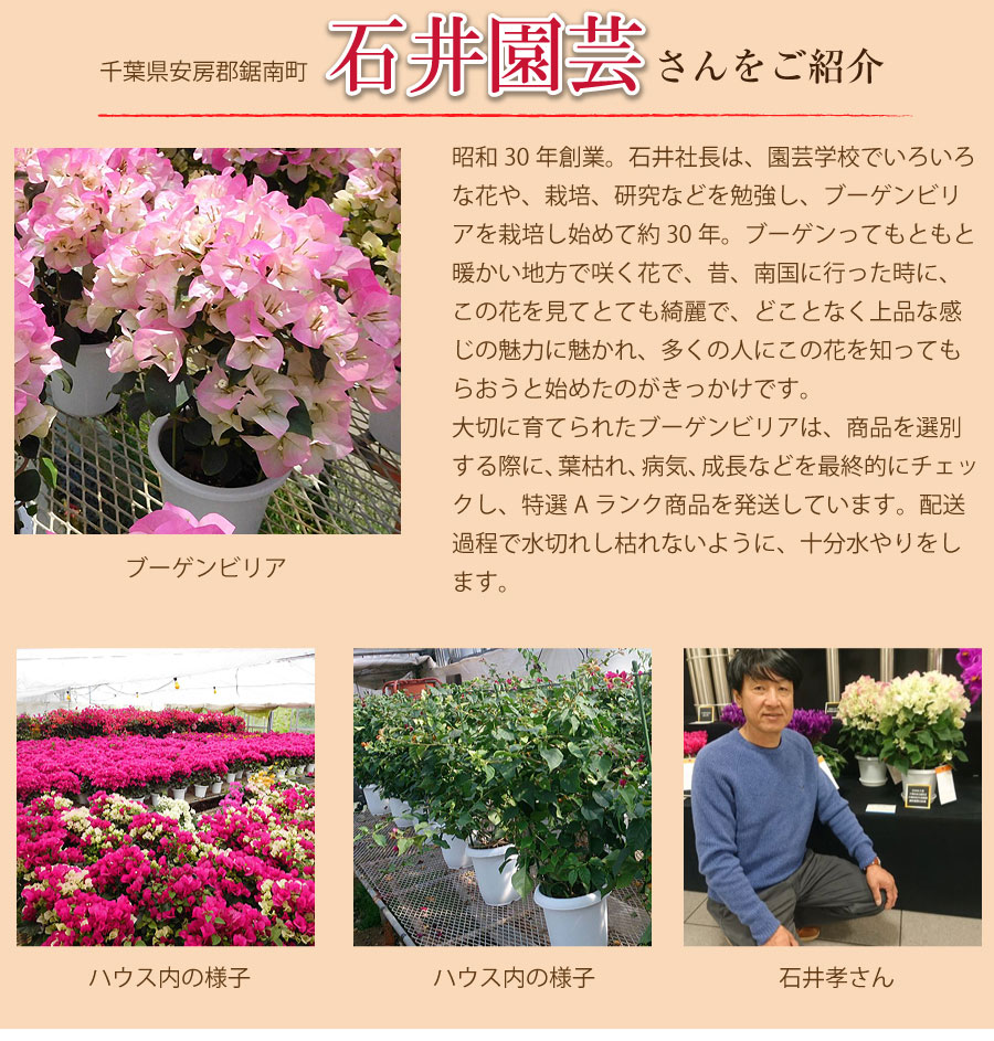 ブーゲンビリア ブーゲンビレア 5号鉢 母の日花ギフト プレゼント特集22 母の日フラワーギフト エーデルワイス 花の贈り物 フラワーギフト通販 花宅配 水戸市