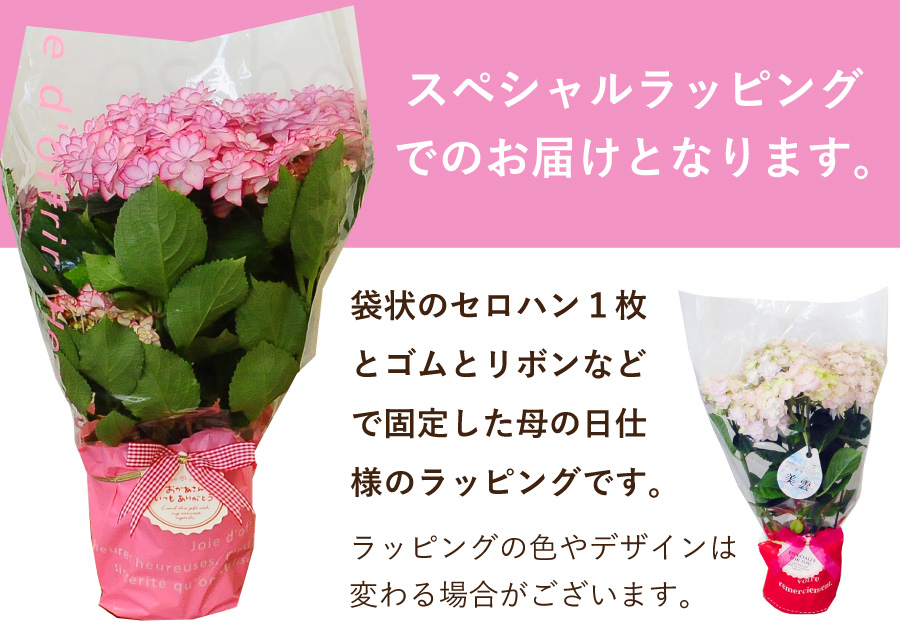 産地直送 ブーゲンビリア 5号鉢 母の日に贈る花