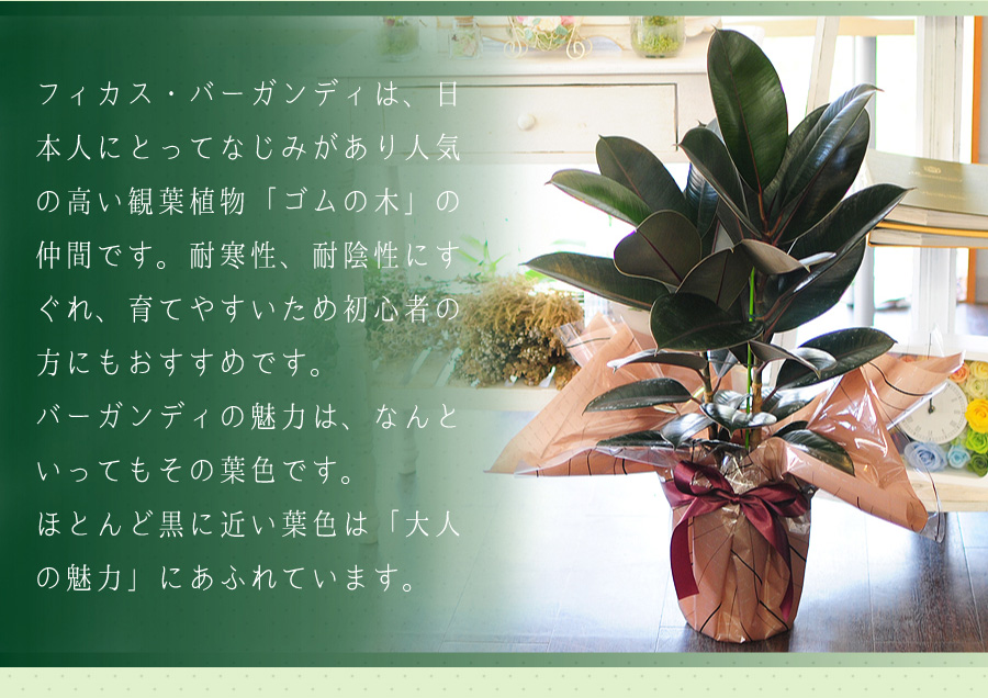 フィカス バーガンディ 7号鉢 ゴムの木 観葉植物 個展祝いの花 エーデルワイス 花の贈り物 フラワーギフト通販 花宅配 水戸市 フィカス バーガンディ 7号鉢 ゴムの木 観葉植物 個展祝いの花 エーデルワイス 花の贈り物 フラワーギフト通販 花宅配 水戸市