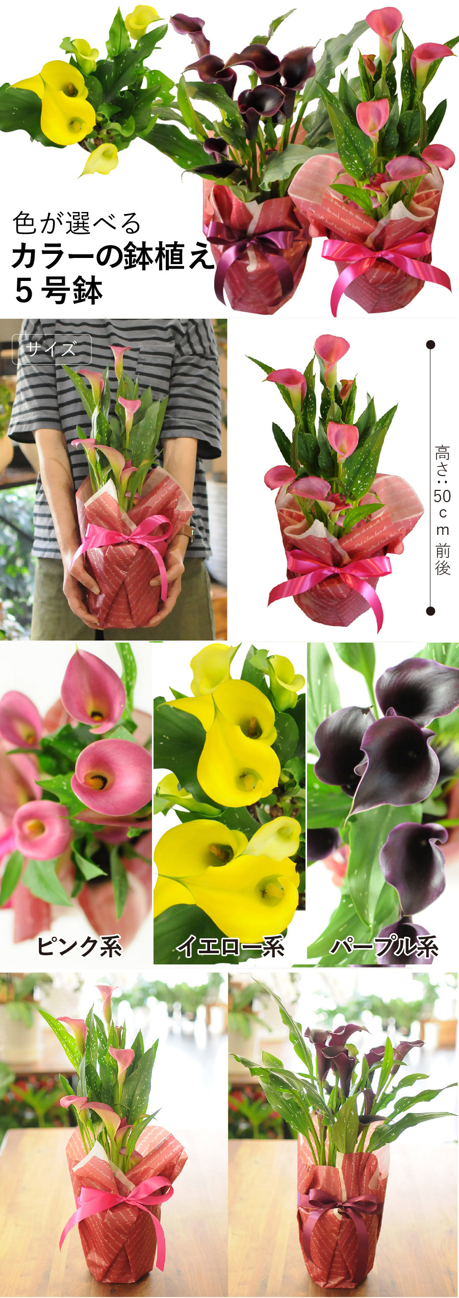 カラーの鉢花 5号鉢 ピンク系 イエロー系 パープル系 母の日花ギフト プレゼント特集22 母の日フラワーギフト エーデルワイス 花の贈り物 フラワーギフト通販 花宅配 水戸市