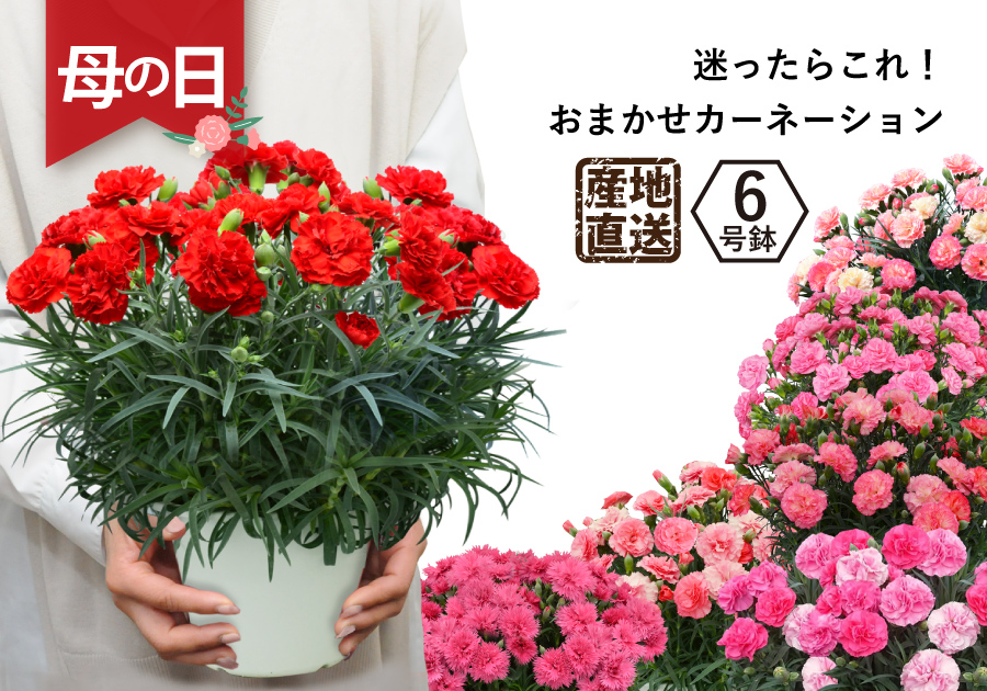 母の日 プレゼント 鉢植え ギフト 母の日ギフト 母の日の花 母の日 2023 花 母の日 カーネーション 大きな6号鉢 7色 母の日カーネーションの鉢植えギフト 30色から選べます エーデルワイス【花の贈り物】 フラワーギフト通販 花宅配 水戸市 12日~16日まで発送休止★Lee 様専用ページ