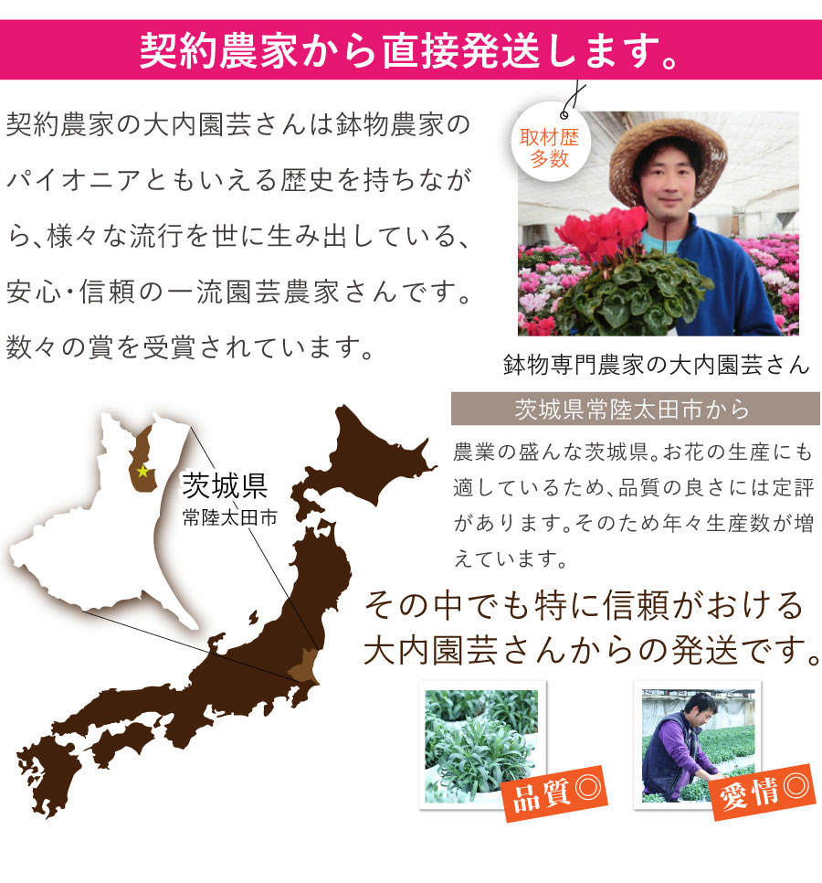 母の日 プレゼント 鉢植え ギフト 母の日ギフト 母の日の花 母の日 2023 花 母の日 カーネーション 大きな6号鉢 7色  母の日カーネーションの鉢植えギフト 30色から選べます | エーデルワイス【花の贈り物】 フラワーギフト通販 花宅配 水戸市