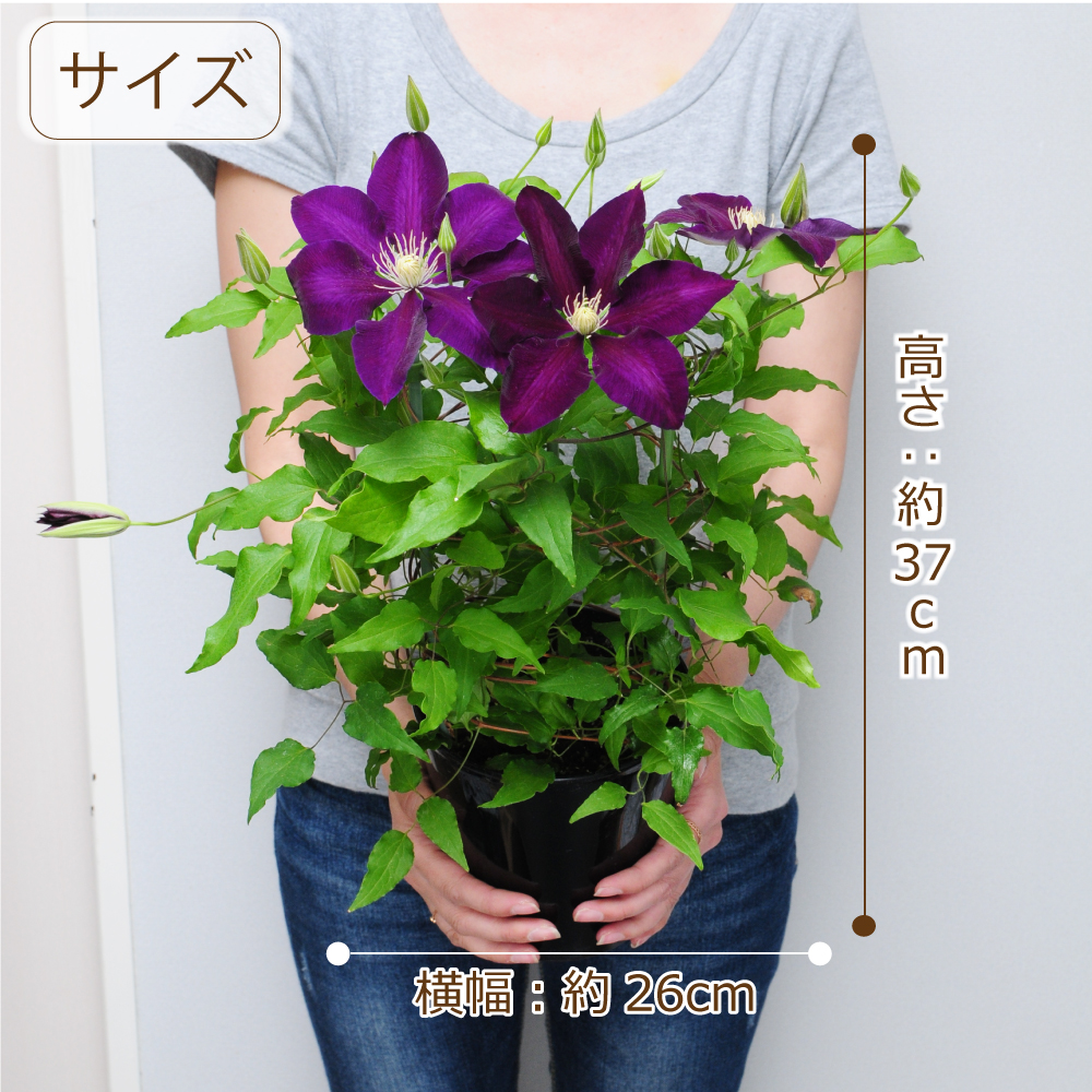 �T�C�Y�C���[�W