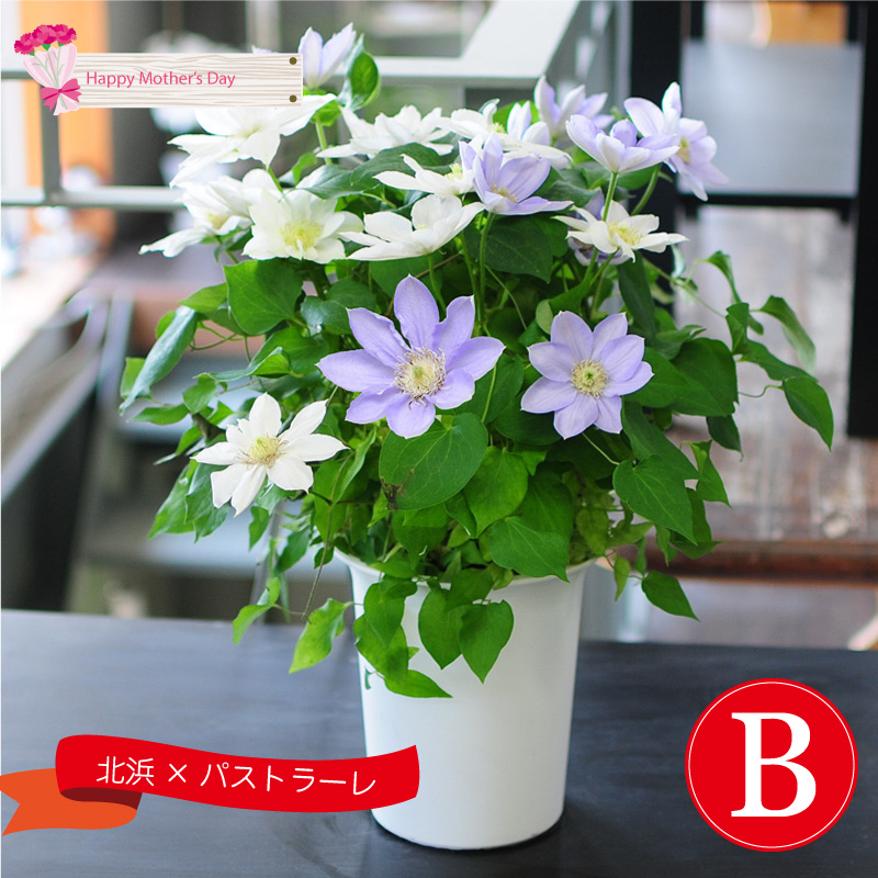 2色植え クレマチス 6号鉢 母の日 21 母の日花ギフト21 母の日フラワーギフトを産地直送でお母さんへお届け エーデルワイス 花の贈り物 フラワーギフト通販 花宅配 水戸市 2色植え クレマチス 6号鉢 母の日 21 母の日花ギフト21 母の日フラワーギフトを産地直送でお母さんへお届け エーデルワイス 花の贈り物 フラワーギフト通販 花宅配 水戸市