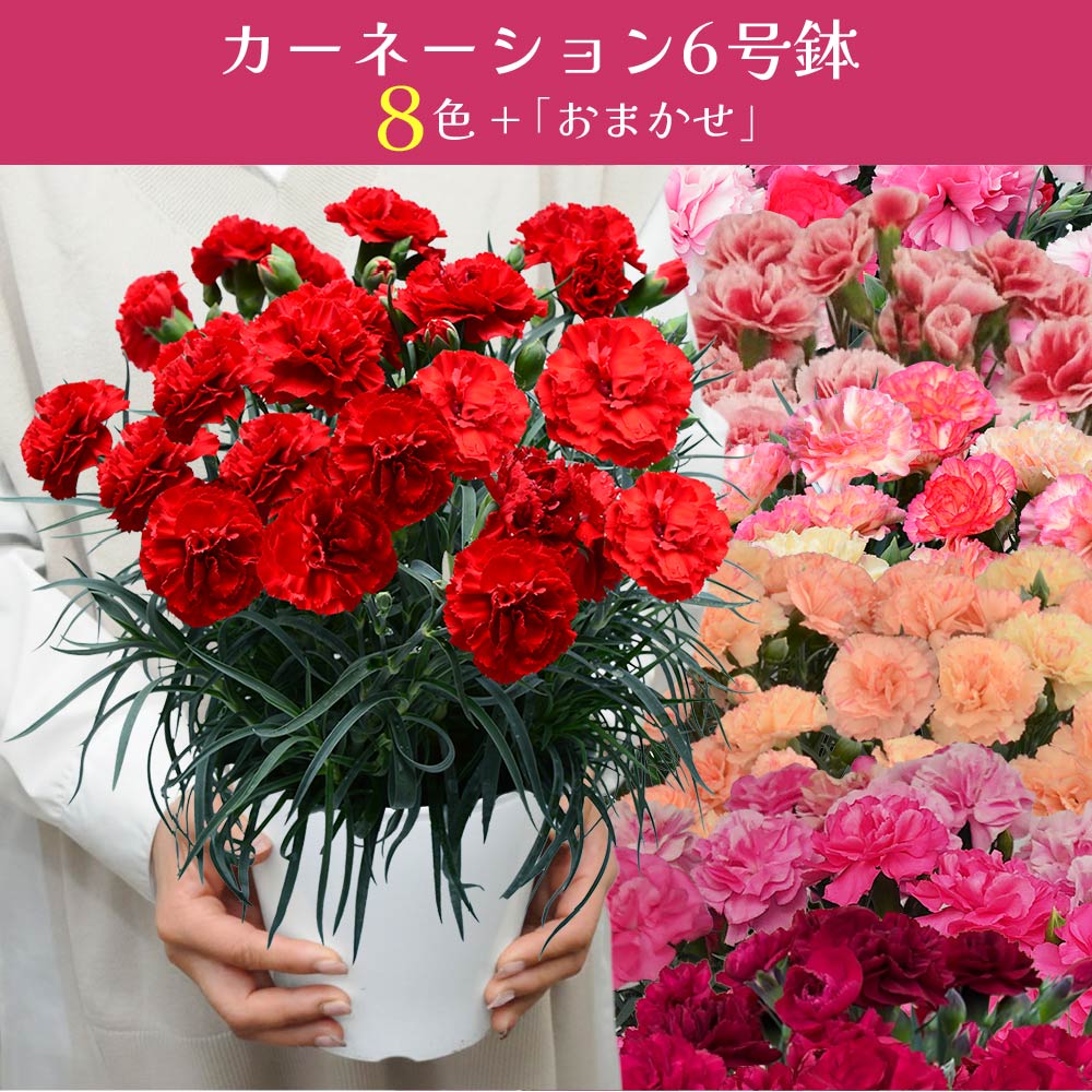 �J�[�l�[�V����6����