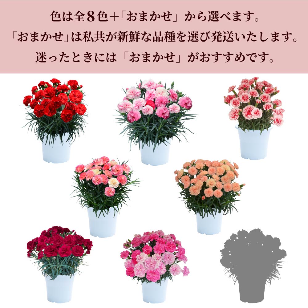 �J�[�l�[�V����6����