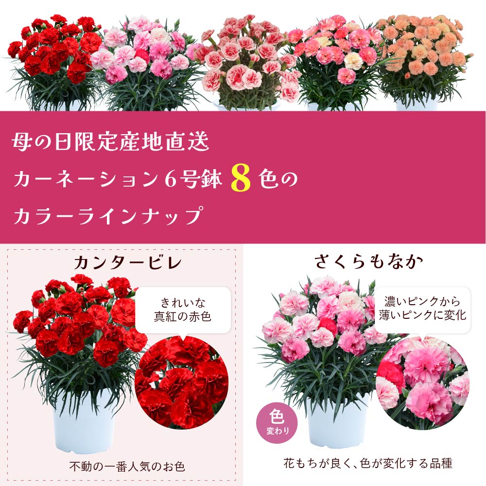 �J�[�l�[�V����6����