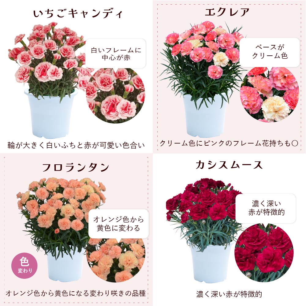 �J�[�l�[�V����6����