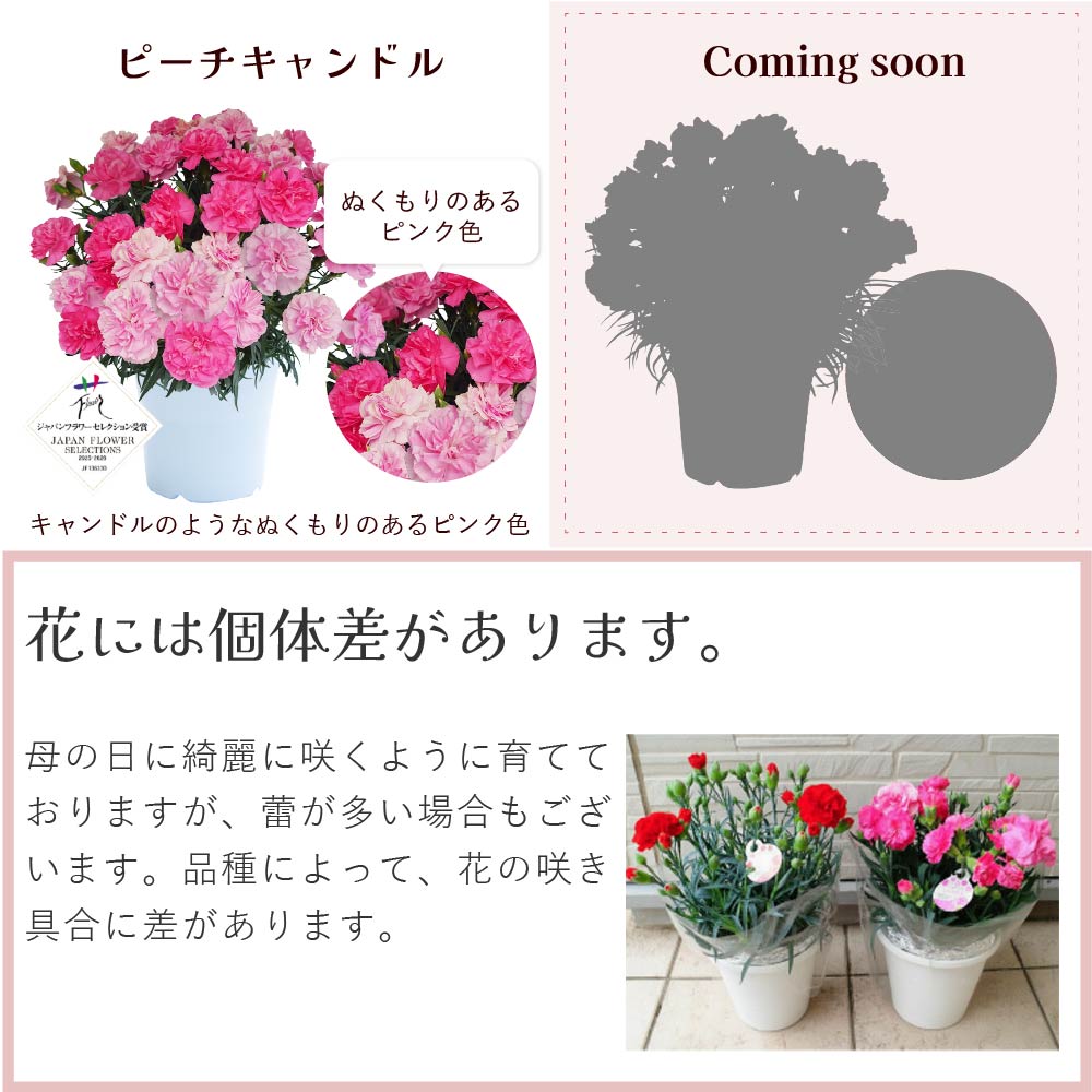 �J�[�l�[�V����6����