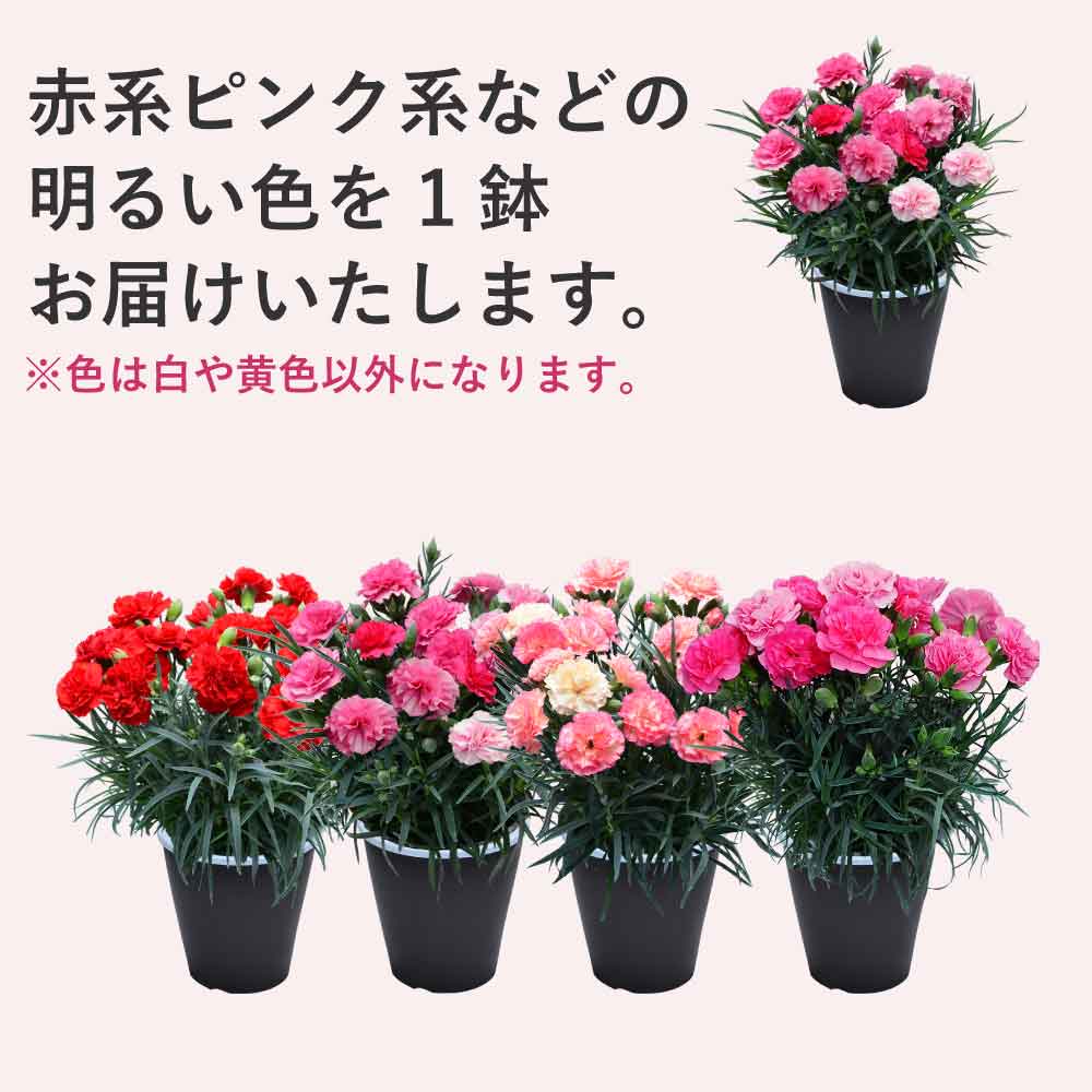 �J�[�l�[�V����1��
