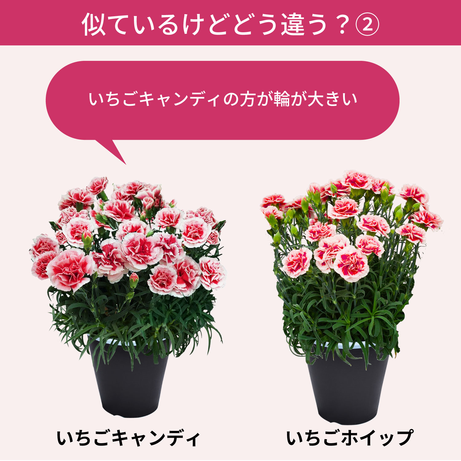 ��̓��J�[�l�[�V�����X�^���_�[�h25�F���C���i�b�v�F�̈Ⴂ2