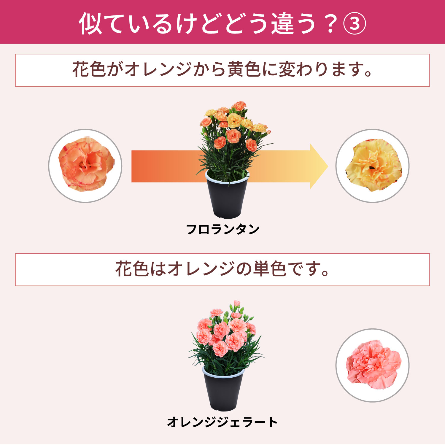 ��̓��J�[�l�[�V�����X�^���_�[�h25�F���C���i�b�v�F�̈Ⴂ3