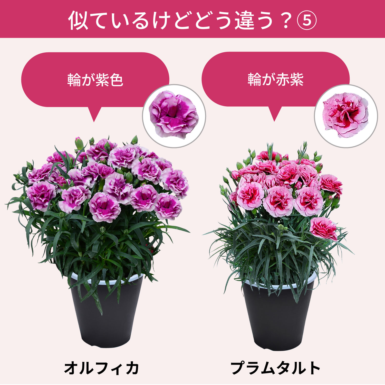 ��̓��J�[�l�[�V�����X�^���_�[�h25�F���C���i�b�v�F�̈Ⴂ5