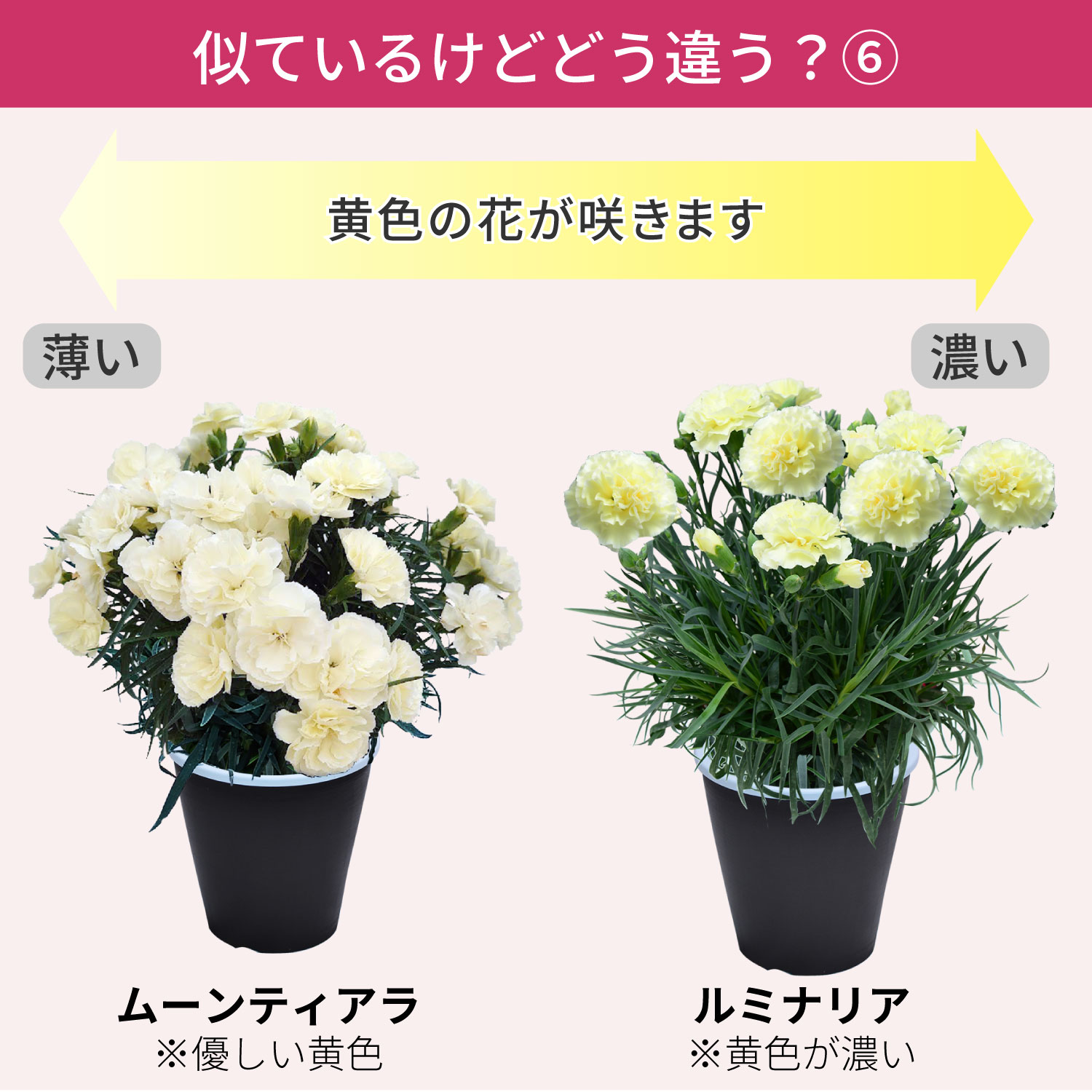 ��̓��J�[�l�[�V�����X�^���_�[�h25�F���C���i�b�v�F�̈Ⴂ6