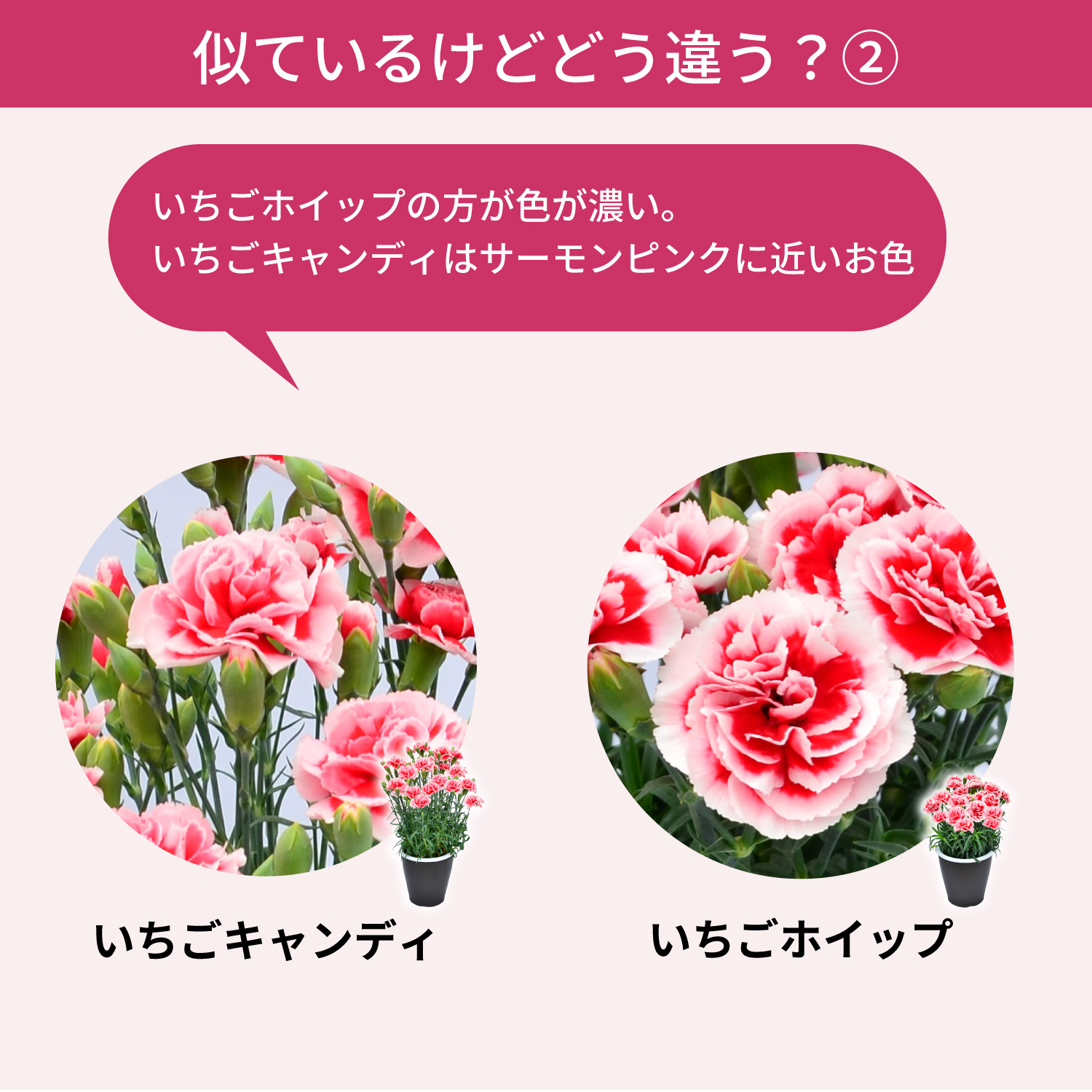 ��̓��J�[�l�[�V�����X�^���_�[�h25�F���C���i�b�v�F�̈Ⴂ2