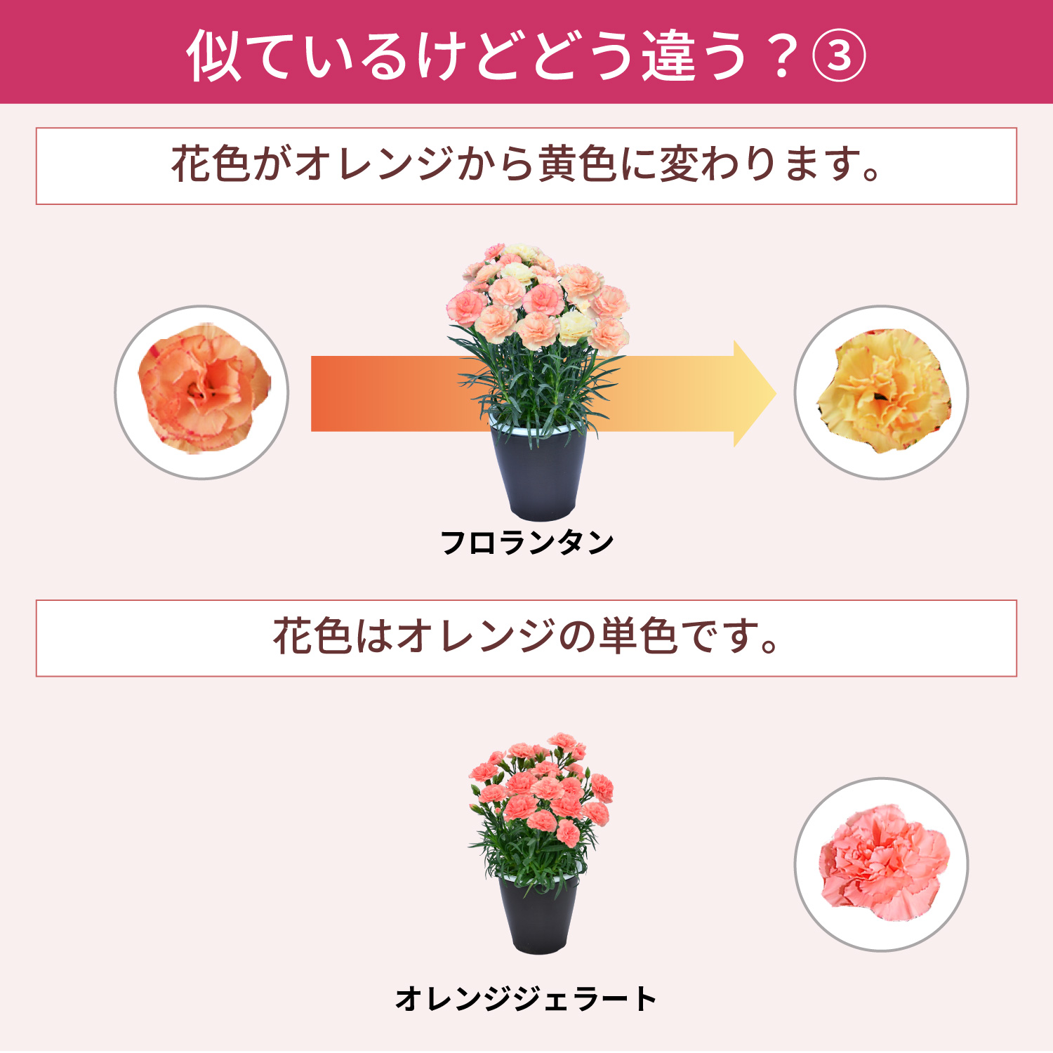 ��̓��J�[�l�[�V�����X�^���_�[�h25�F���C���i�b�v�F�̈Ⴂ3