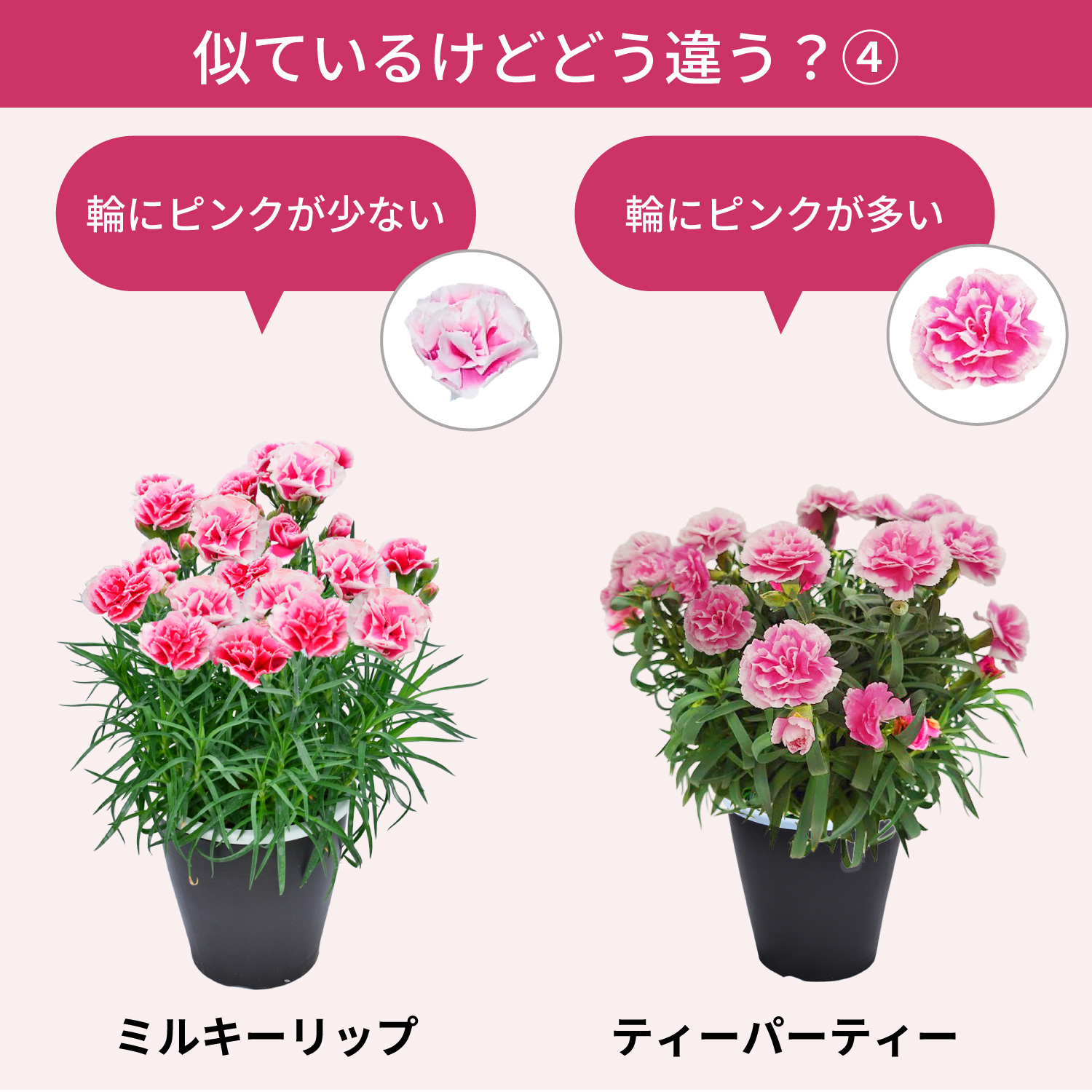 ��̓��J�[�l�[�V�����X�^���_�[�h25�F���C���i�b�v�F�̈Ⴂ4