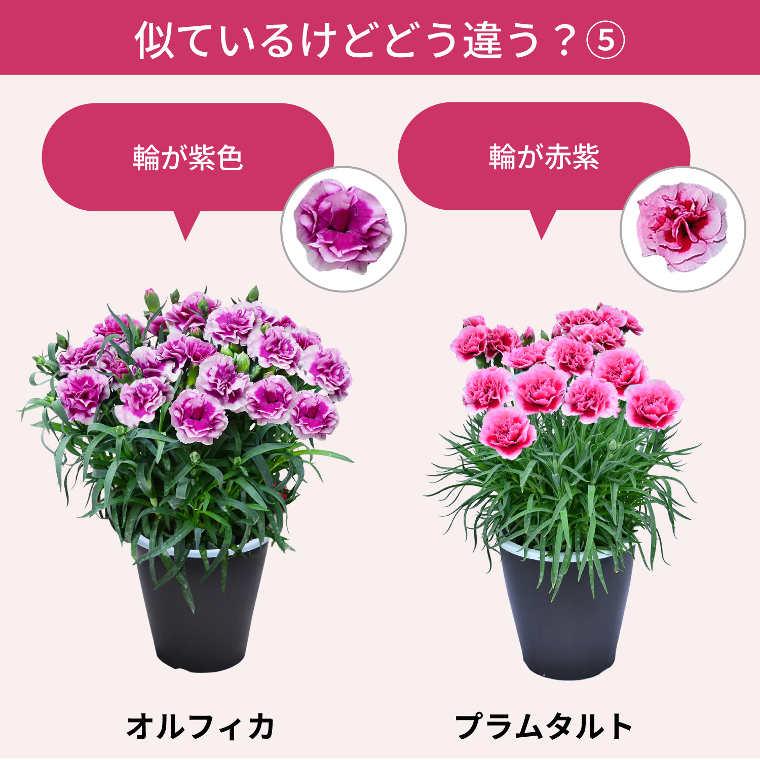 ��̓��J�[�l�[�V�����X�^���_�[�h25�F���C���i�b�v�F�̈Ⴂ5