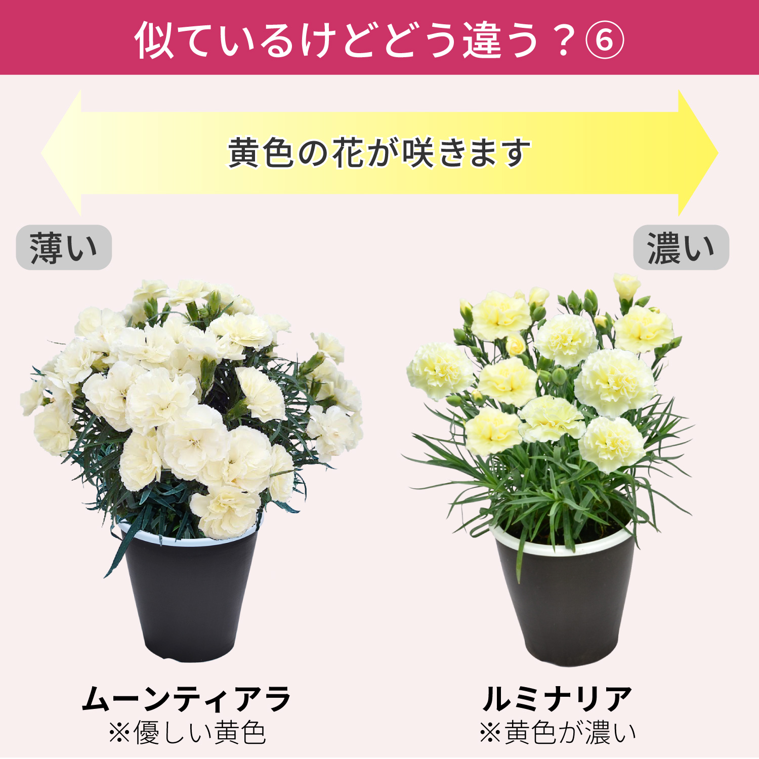 ��̓��J�[�l�[�V�����X�^���_�[�h25�F���C���i�b�v�F�̈Ⴂ6