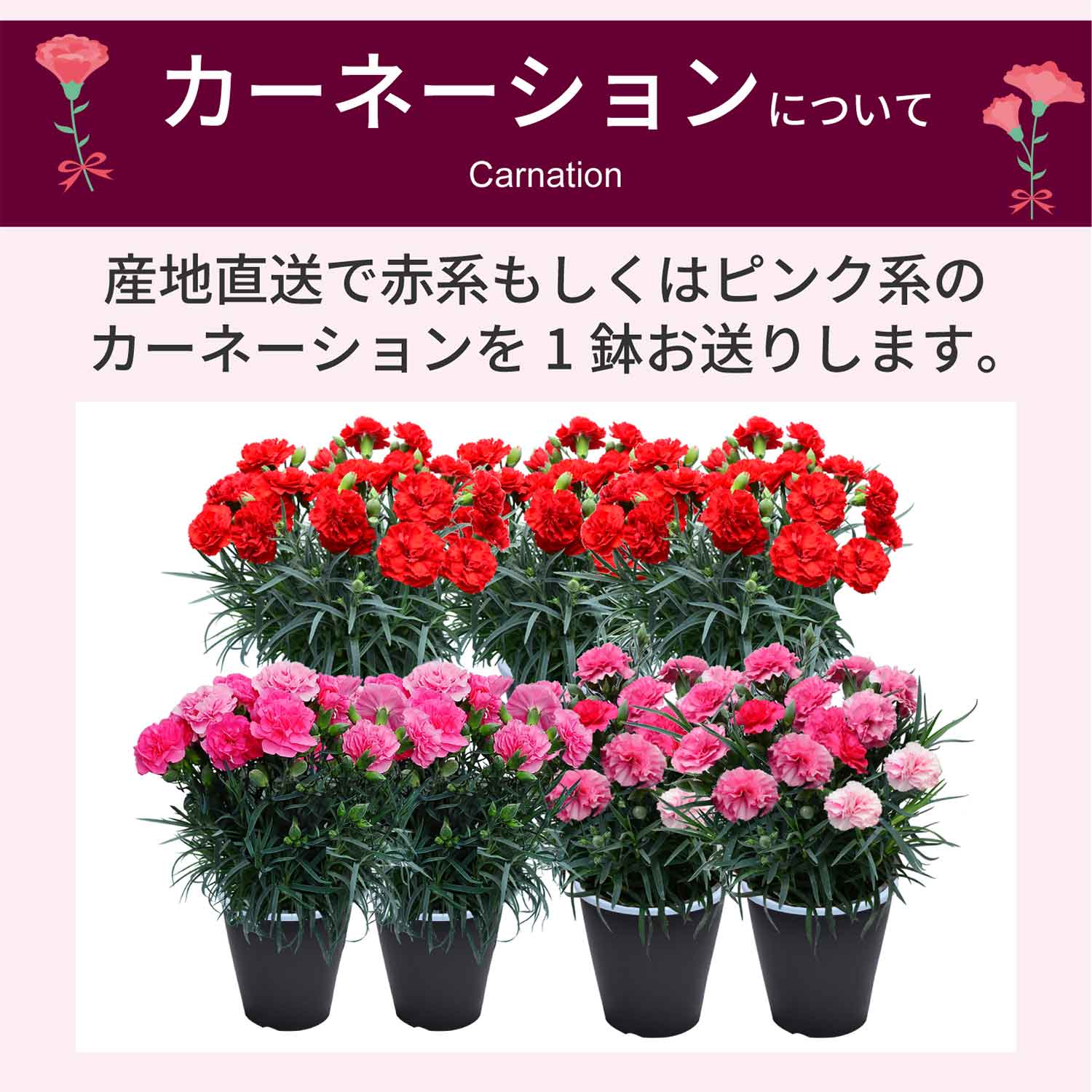 �J�[�l�[�V�����ɂ���