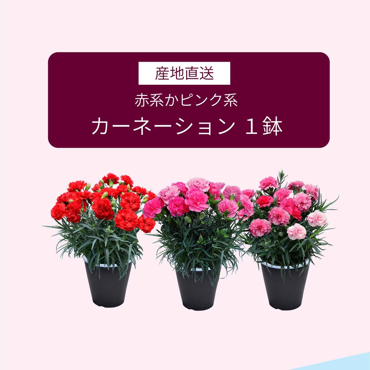 �J�[�l�[�V�����Ɣ~���̃Z�b�g