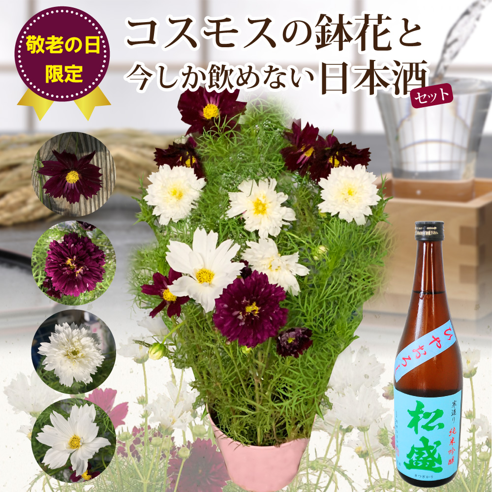 紅白コスモスの鉢花 5号鉢 日本酒のセット 敬老の日 敬老の日花ギフト 21 エーデルワイス 花の贈り物 フラワーギフト通販 花宅配 水戸市 紅白コスモスの鉢花 5号鉢 日本酒のセット 敬老の日 敬老の日花ギフト 21 エーデルワイス 花の贈り物 フラワーギフト通販 花宅配 水戸市