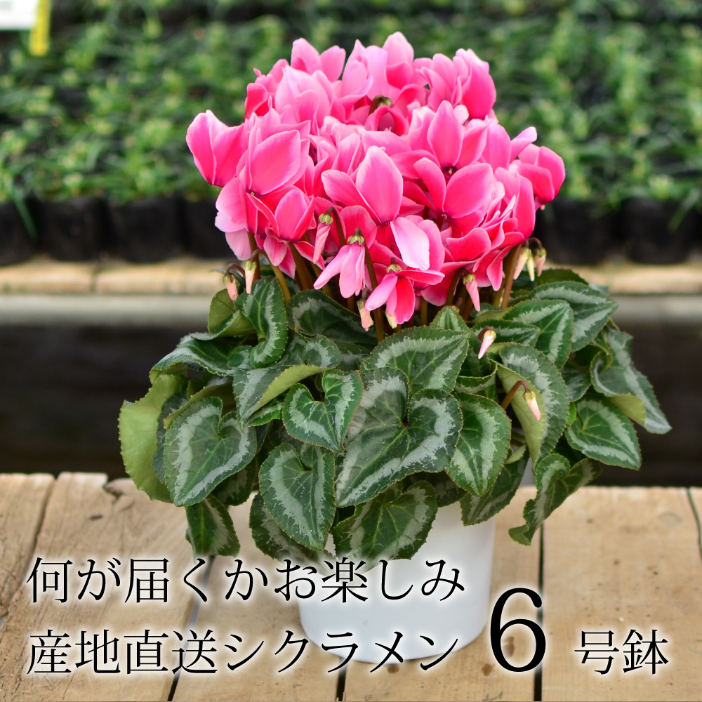 ���܂����V�N������5����