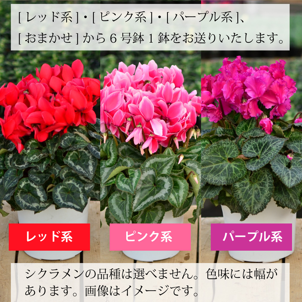 ���܂����V�N������5����