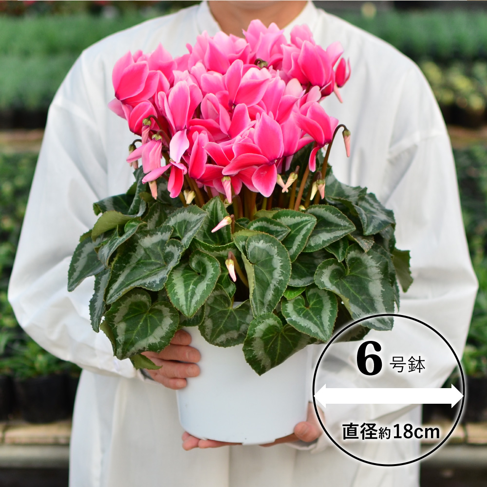 ���܂����V�N������5����