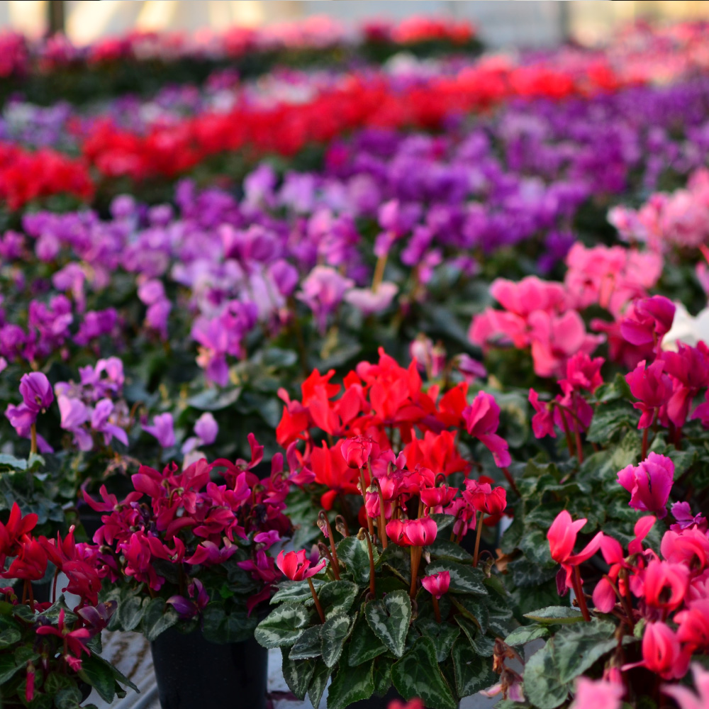 ���܂����V�N������5����