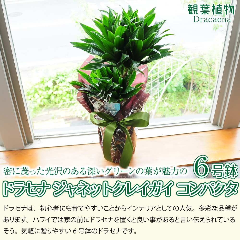ドラセナ ジャネットクレイガイ コンパクタ 6号鉢 観葉植物 観葉植物 エーデルワイス 花の贈り物 フラワーギフト通販 花宅配 水戸市 ドラセナ ジャネットクレイガイ コンパクタ 6号鉢 観葉植物 観葉植物 エーデルワイス 花の贈り物 フラワーギフト通販 花宅配 水戸市