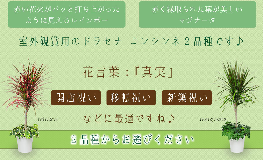 室外観賞用 ドラセナ コンシンネ 真実の木 レインボー マジナータ 観葉寄せ アイビーとセット 7号鉢 観葉植物 観葉植物 エーデルワイス 花の贈り物 フラワーギフト通販 花宅配 水戸市