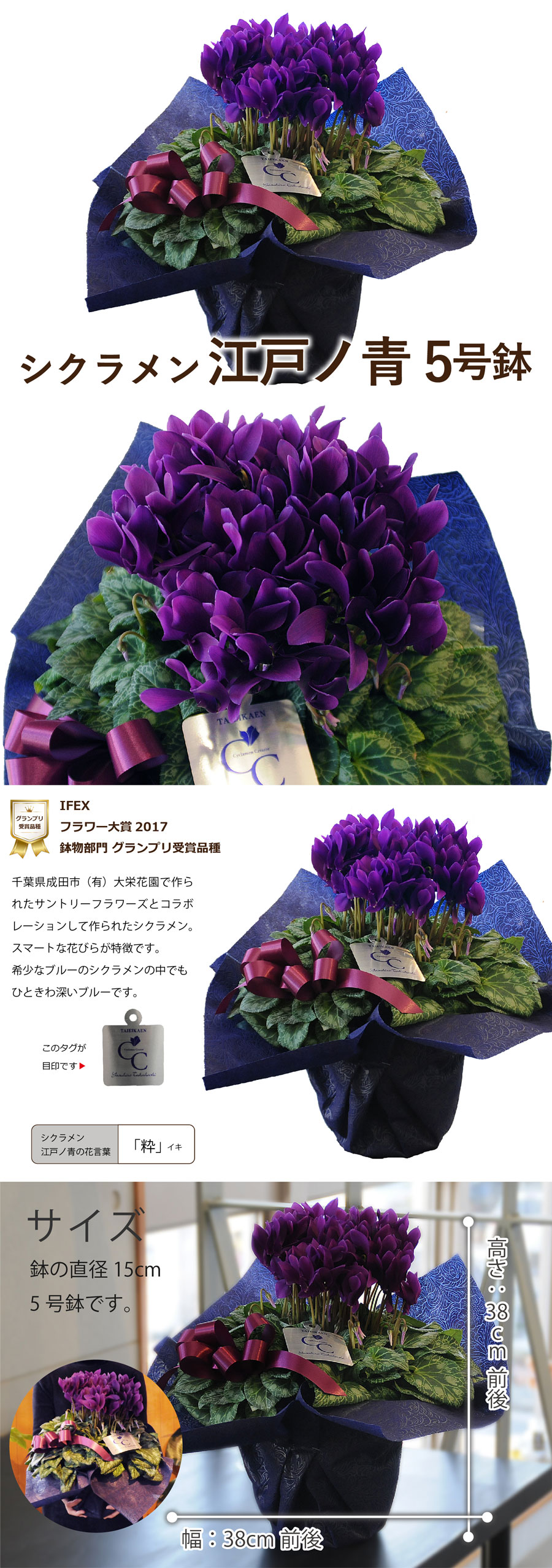 サントリーフラワーズ 大栄花園 シクラメン 江戸ノ青 5号鉢 鉢花 鉢植え 寄せ鉢 エーデルワイス 花の贈り物 フラワーギフト通販 花宅配 水戸市