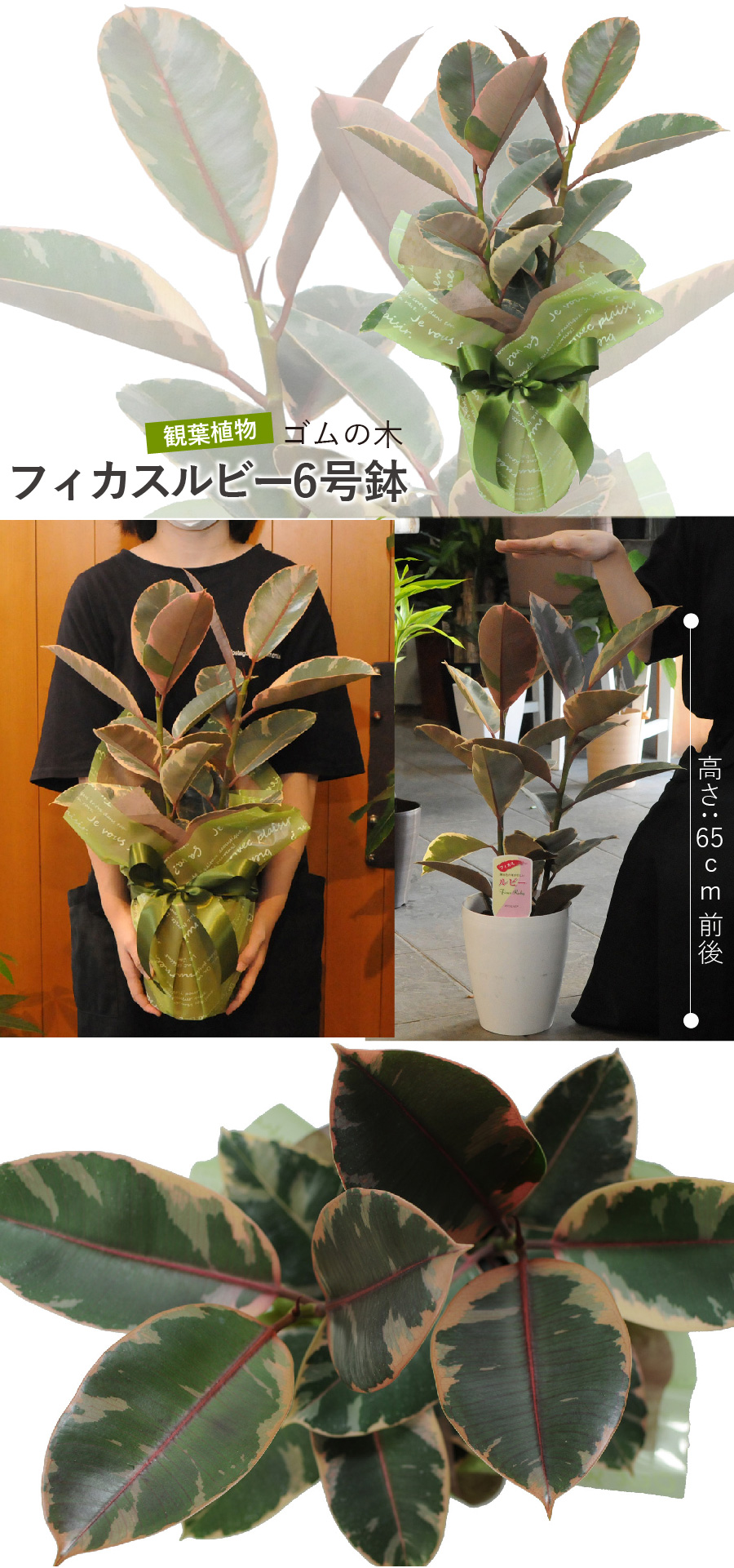 フィカス ルビー 6号鉢 ゴムの木 観葉植物 観葉植物 エーデルワイス 花の贈り物 フラワーギフト通販 花宅配 水戸市