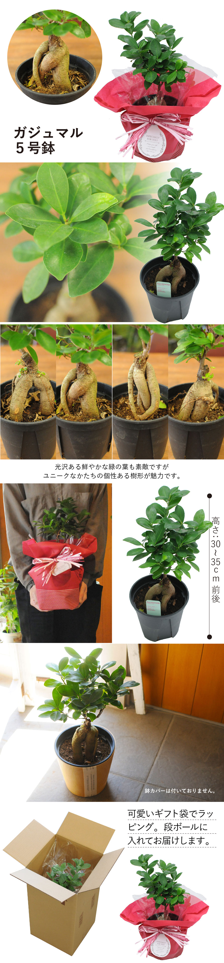 観葉植物 お祝いギフトにも最適な ガジュマル5号鉢 観葉植物 ハウスプランツ エーデルワイス【花の贈り物】 フラワーギフト通販 花宅配 水戸市