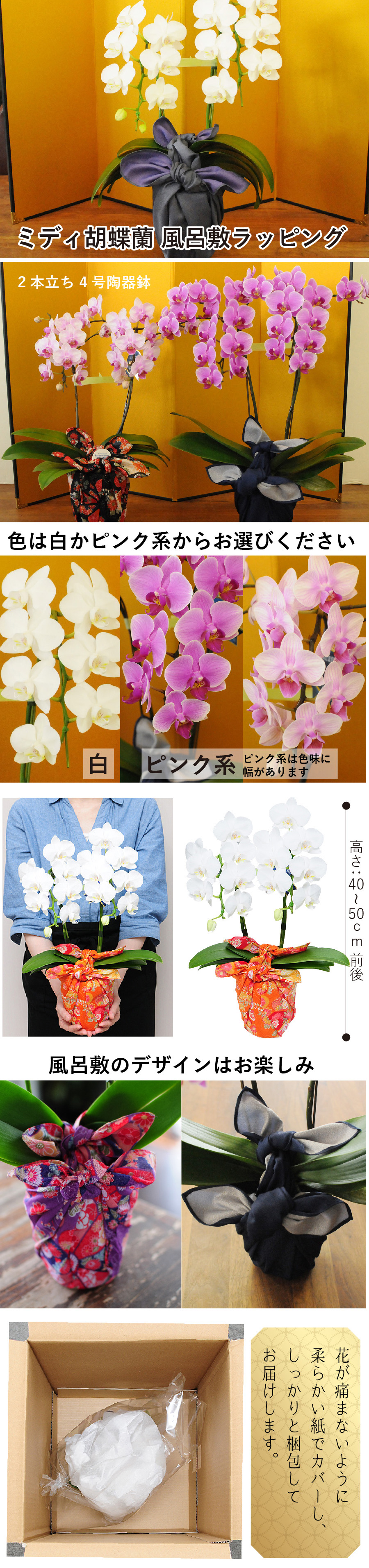 敬老の日花ギフト ミディ胡蝶蘭 2本立 白系 ピンク系 4号鉢 風呂敷ラッピング 胡蝶蘭 ミディ胡蝶蘭 エーデルワイス 花の贈り物 フラワーギフト通販 花宅配 水戸市