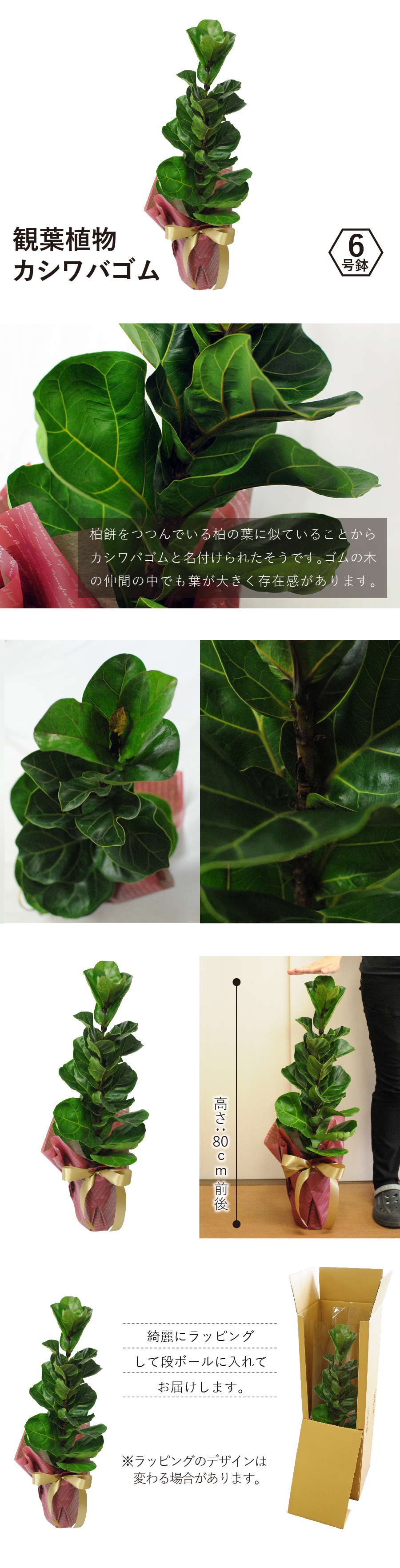 観葉植物 カシワバゴム 6号鉢 観葉植物 ハウスプランツ 観葉植物 カシワバゴム 6号鉢 観葉植物 ハウスプランツ
