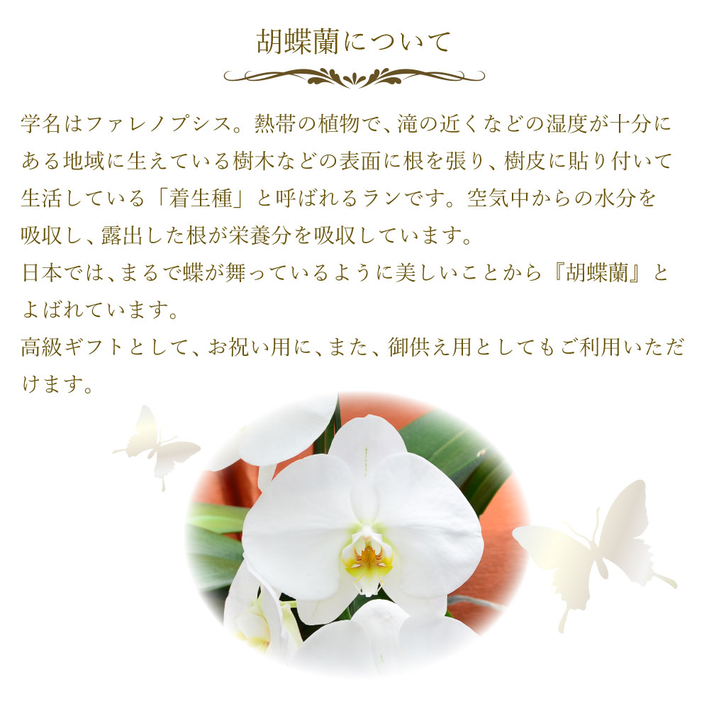 Ӓ2{