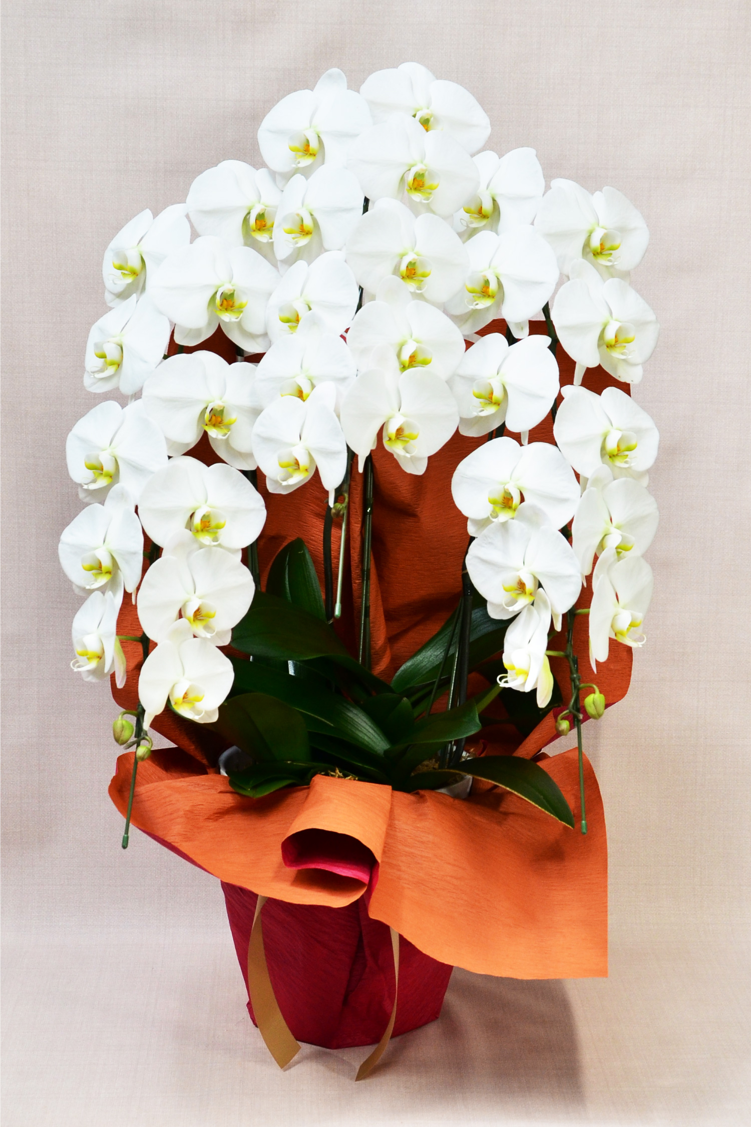 �Ӓ���3�{��35�ֈȏ�