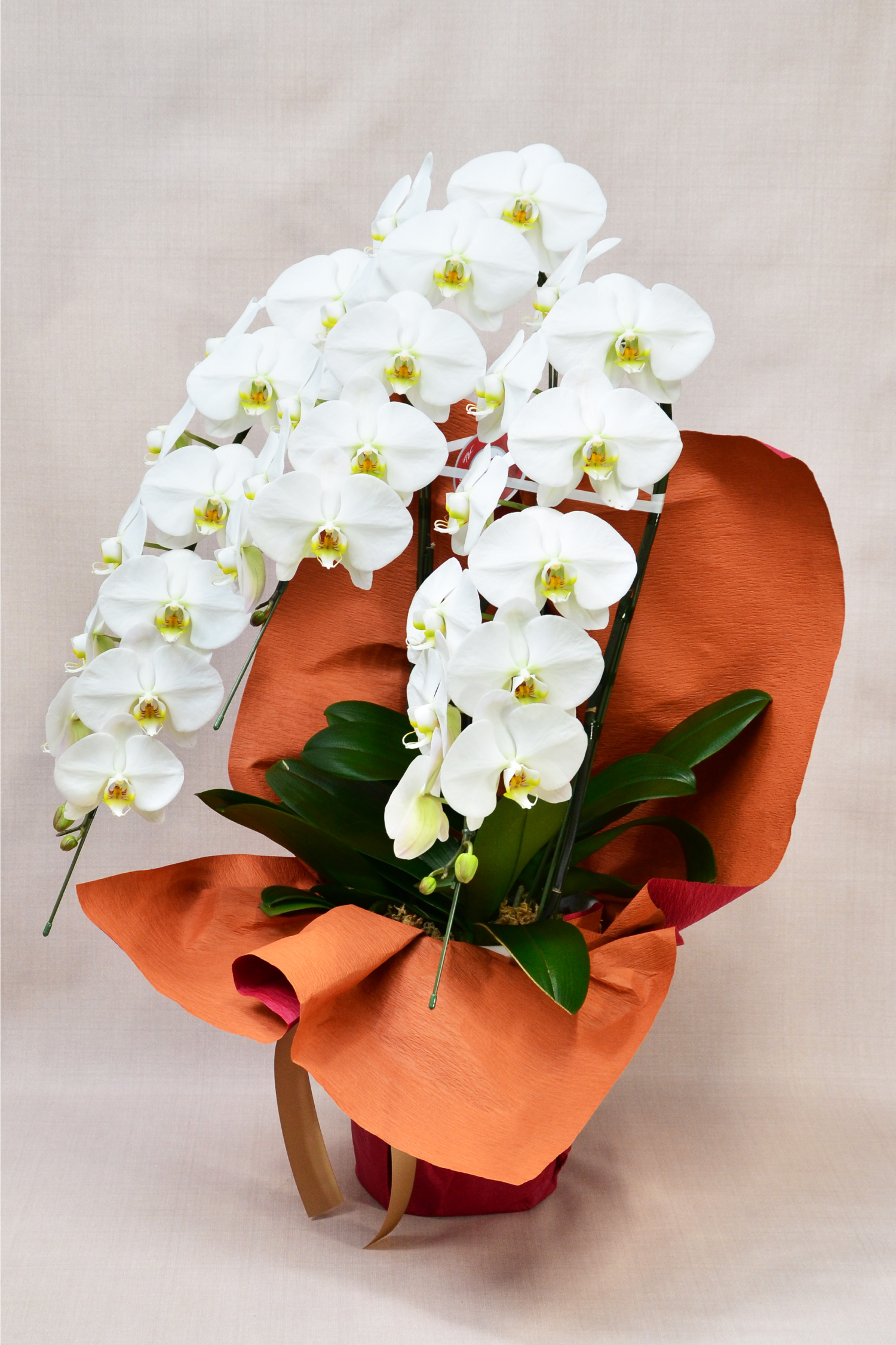 �Ӓ���3�{��35�ֈȏ�