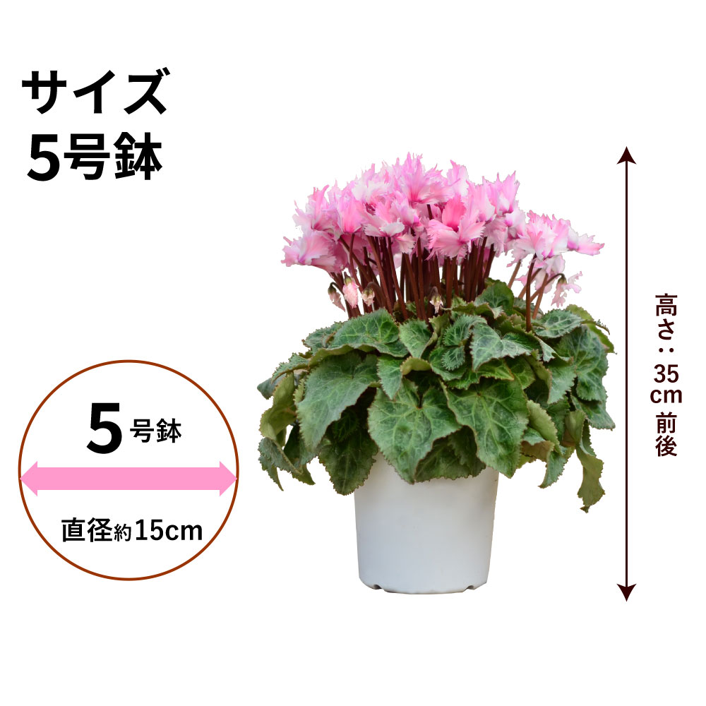 ���r�����X5����