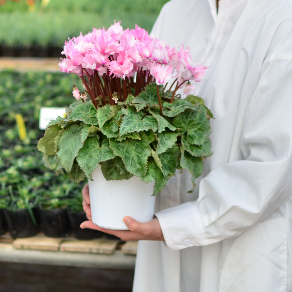 ���r�����X5����