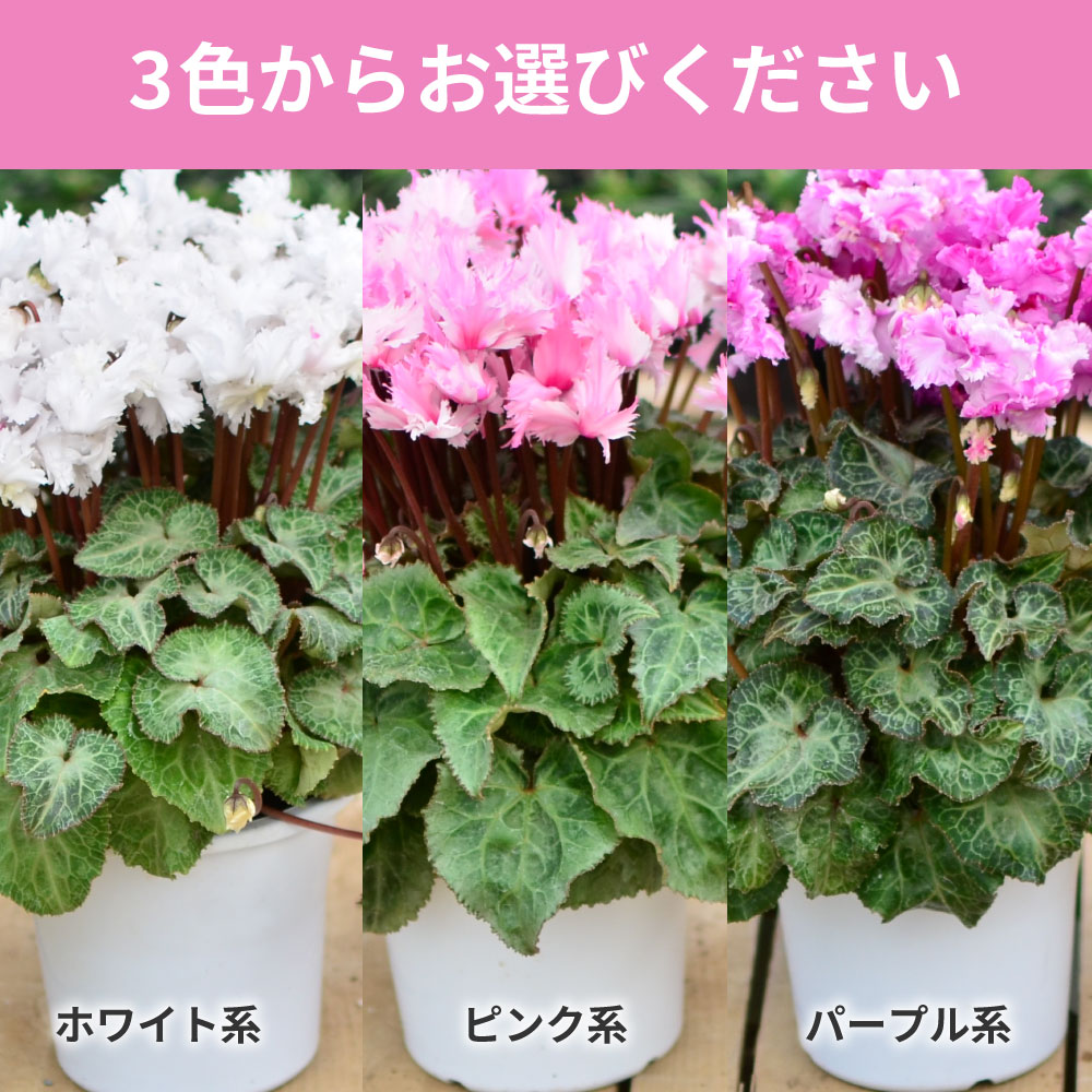 ���r�����X5����